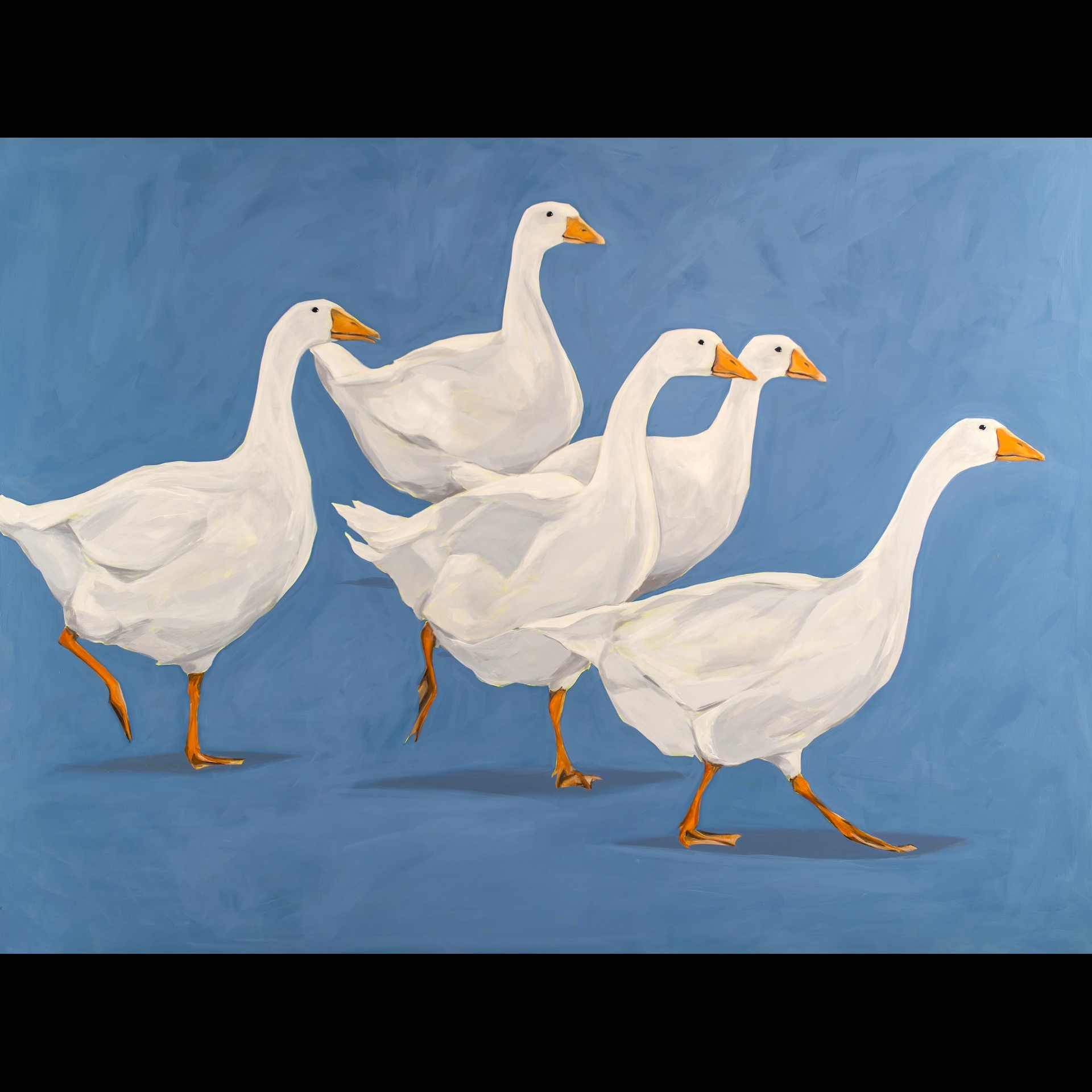 Many white geese running along a blue background.