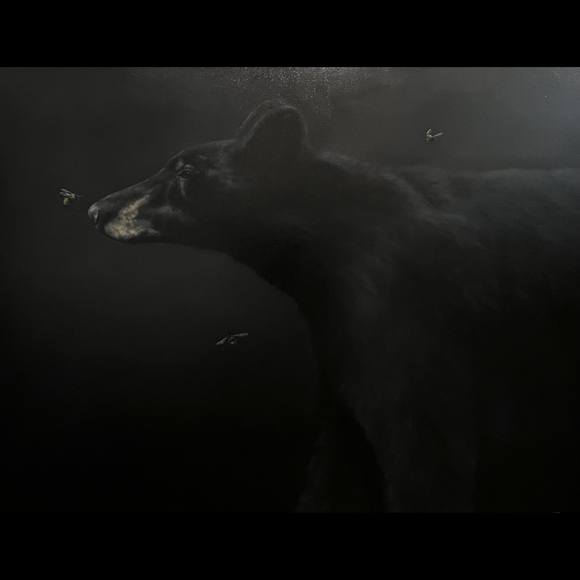 A black bear against a dark background.