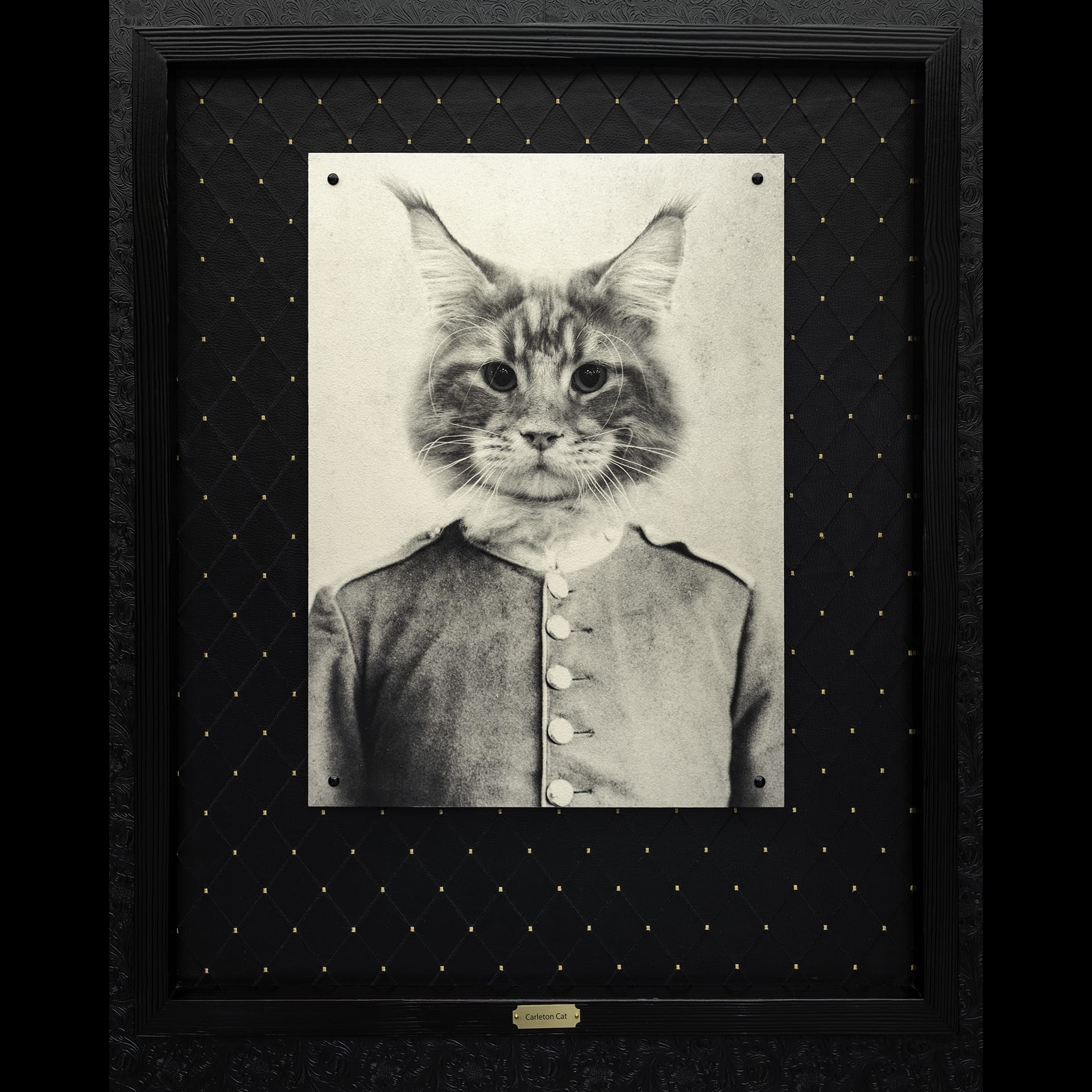 A black and white image of a cat in a shirt.