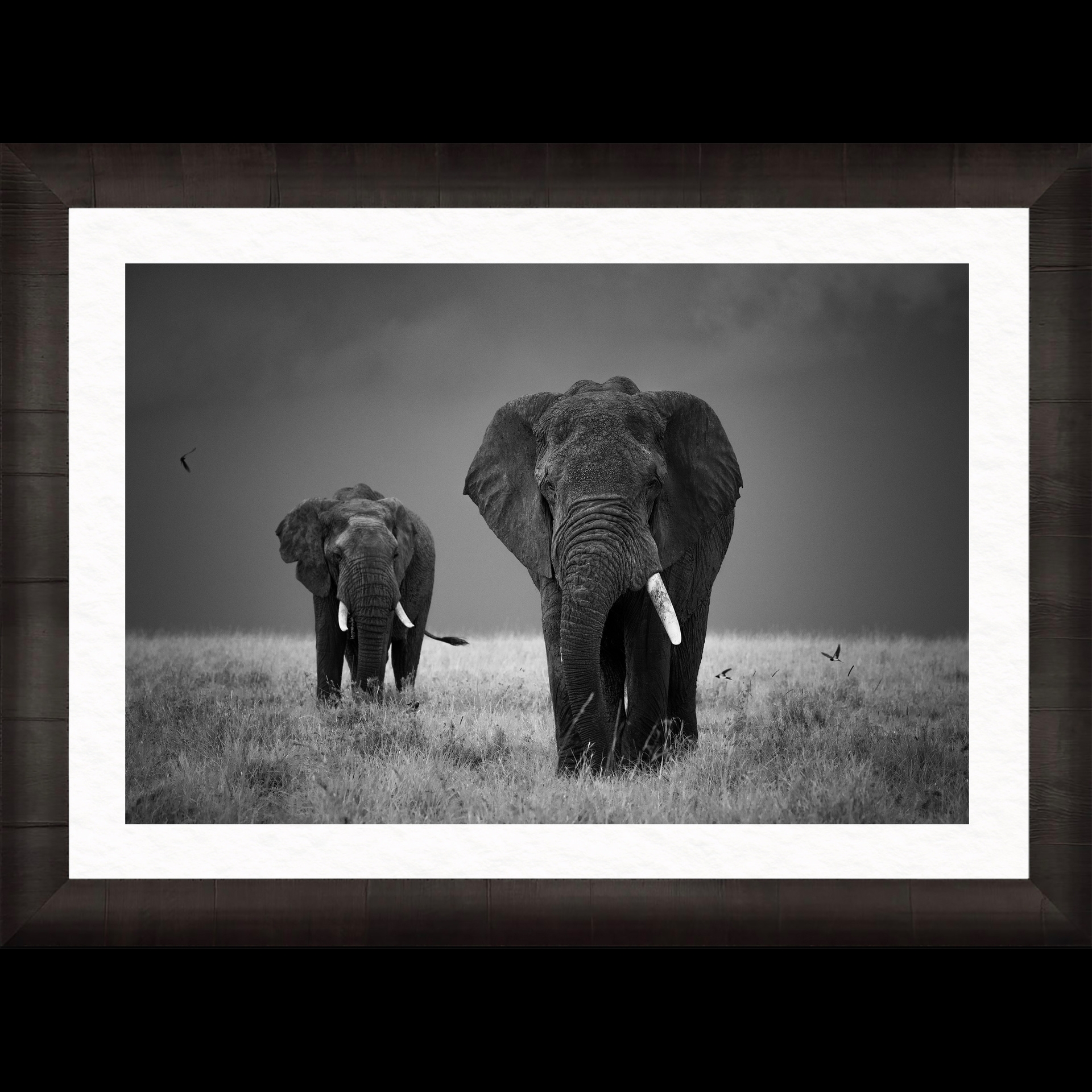 A black and white photograph of two elephants.