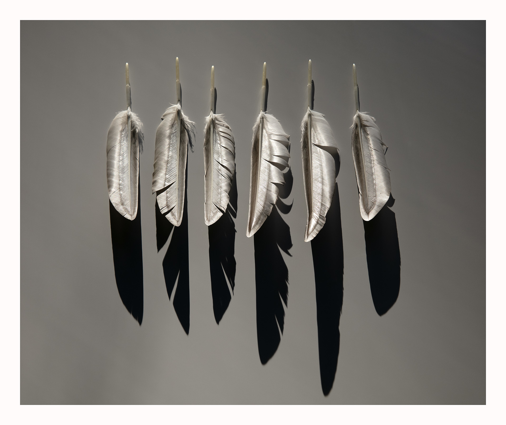A black and white photo of feathers.