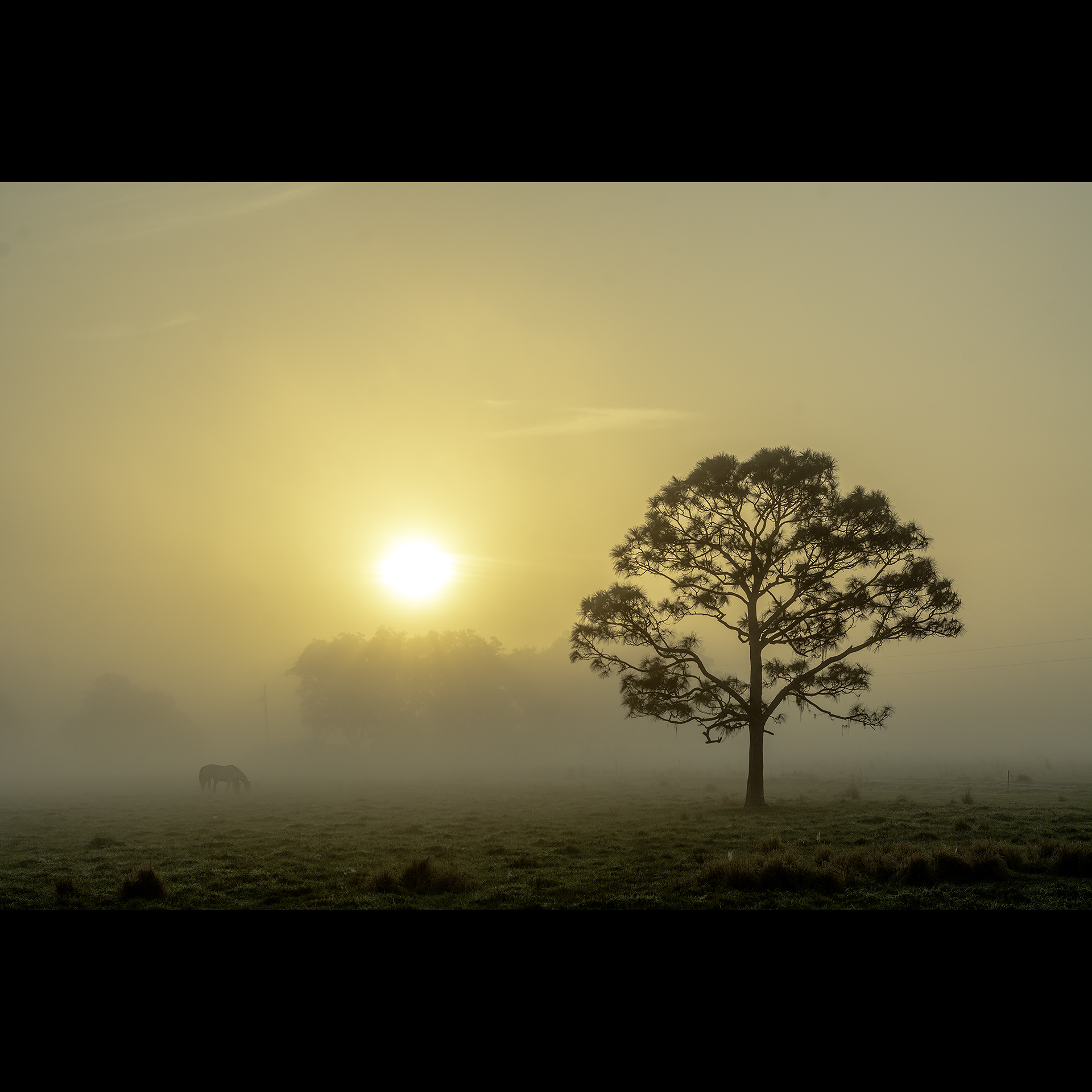 A tree at sunrise.