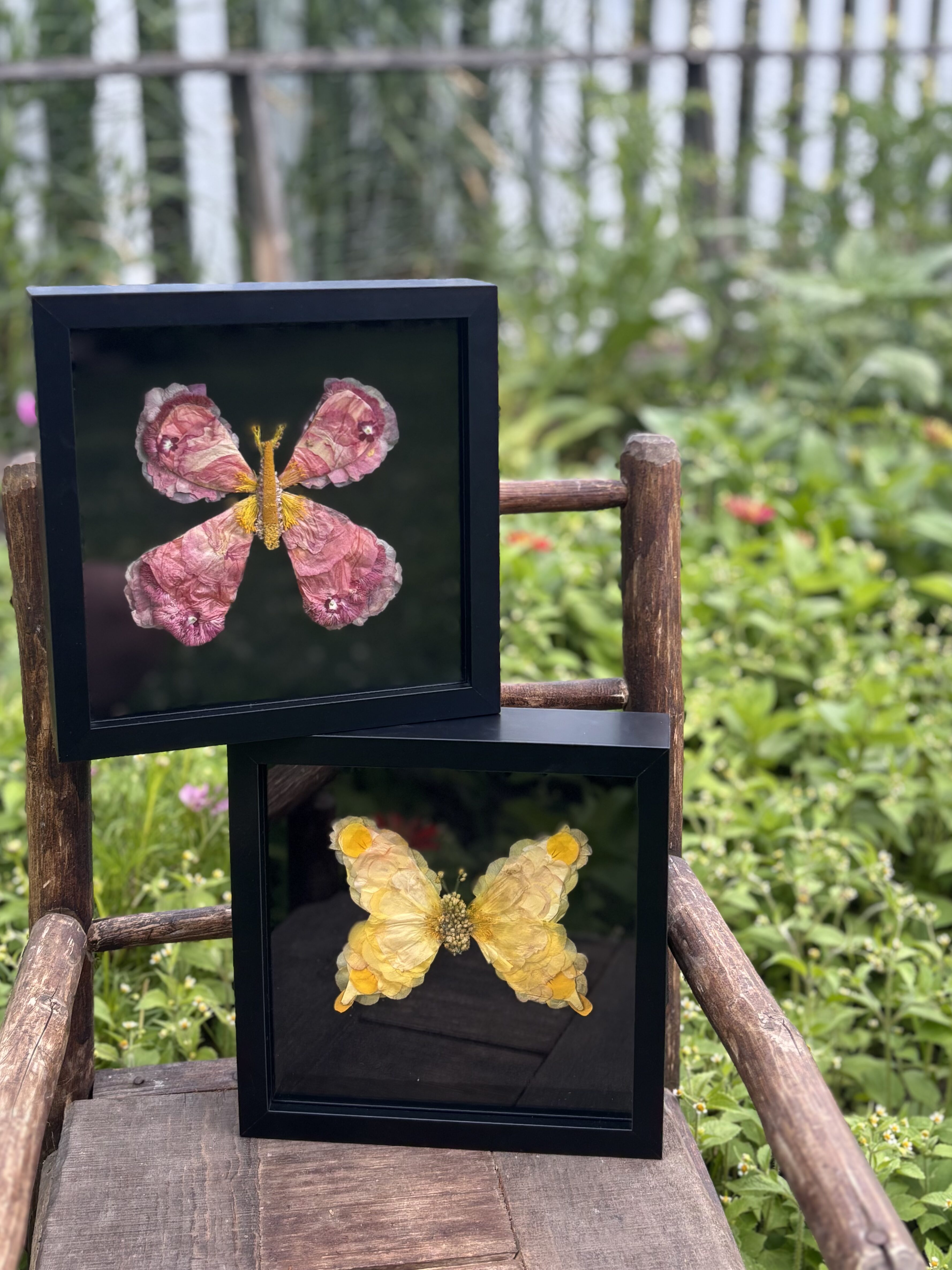 Butterflies in a case.